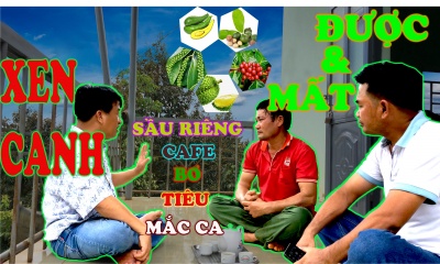 TRỒNG XEN CANH QUÁ NHIỀU THỨ CAFE-BƠ-TIÊU-MẮC CA-SẦU RIÊNG- QUÁ RẬM RẠP- SẼ GIẢM NĂNG SUẤT?